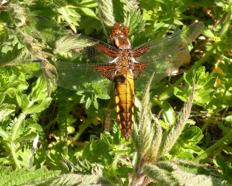 Libellula depressa